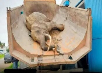 حديقة البلفدير: وفاة الفيلة “بايبي”