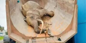 حديقة البلفدير: وفاة الفيلة “بايبي”